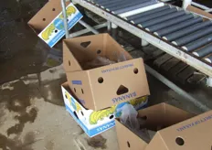 "Cajas "Chiquita" y cajas "italianas" luchando por estándares de calidad."