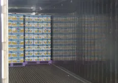 Container con calidad Chiquita
