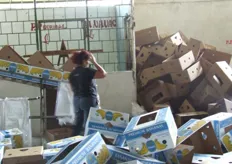 "Mezcla de cajas Chiquita y cajas "italianas"."