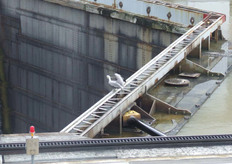 Los visitantes no humanos