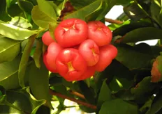 Djamboe aer (Syzygium aqueum)