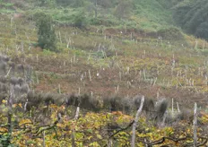Uvas del sur de Madeira, únicas aptas para preparar su famoso vino