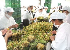 "Proceso de Clasificación y empaque de Physalis "One by One"