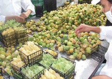 Selección de Physalis