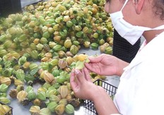 Selección por Tamaños