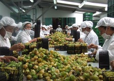 Planta de Selección