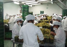 Planta de Selección y Empaque