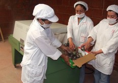 Empaque de Passion Fruit