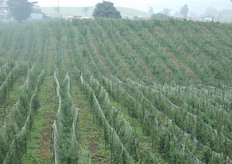 Cultivos de Physalis certificados GlobalGap, Frutireyes Cuenta con un aproximado de 200 Hectareas Cultivadas en Physalis.