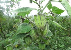 Frutos grandes y sanos