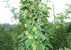 Tutorado o estructura de Physalis