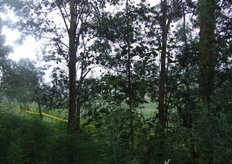 Frutireyes Mantiene un manejo adecuado de la naturaleza conservando sus bosques
