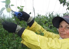 Recolectora de Physalis