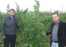 Plantacion de Physalis en etapa de producción