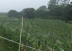 Grandes extensiones certificadas GlobalGap