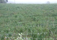 Plantas en Produccion de Physalis