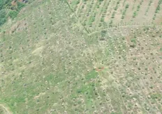 Cultivos de rambután y mangostán en proceso de crecimiento. EL cultivo se realiza entre los 200 y 800 msnm.