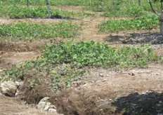 Cobertura de pueraria en los cultivos de rambután