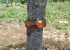 Trampa para insectos