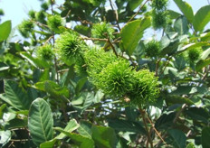 Frutas de rambután en desarrollo