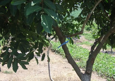 Marcas azules en los árboles para señalar que fueron cultivados en 2003