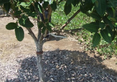 Marcas blancas en los árboles señalan que fueron sembrados en 2005.