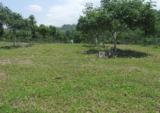 Para cubrir el terreno se usa el arachis pintón que fija muy bien el nitrógeno al suelo.