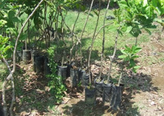 El proceso de injertación hasta cultivo en campo puede durar hasta 2 años.