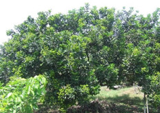 Árbol de 3 años de edad.