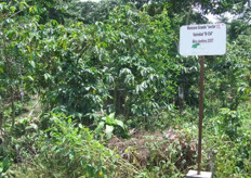 La distancia óptima de plantación es de 8x8