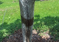 Trampa para hormigas