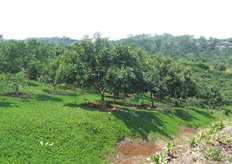 Todavía se conservan los canales/vías de acceso de cuando la plantación era de café. La primera siembra se hizo en 1997, pero es solo hasta 2003 con la aprobación del USDA que se puede exportar. En 2004, se hace la primera exportación.