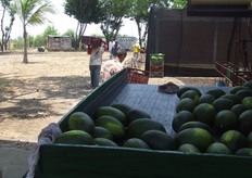 Recolecta de melones en diferentes tallas