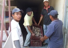 Alternativamente hay producción de malanga, que también es exportada (a Norte América)