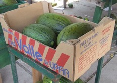 Empaques de tres melones