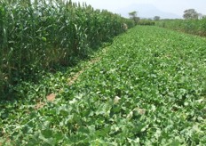 Plantaciones de melón con protección a los fuertes vientos