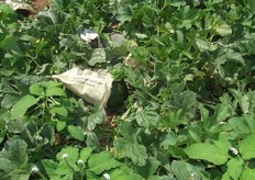 "Protección del melón para el "golpe de sol"