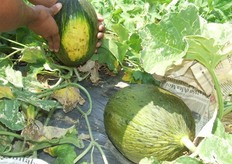 Uno de las señales del punto de maduración