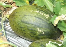 Color característico del Piel de Sapo