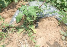 Sistema de regadío por goteo