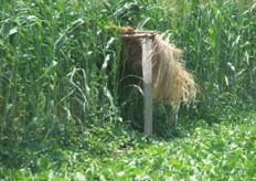 Panales para polinización