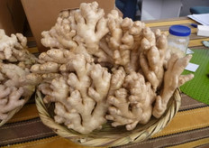 Gengibre o kión de la zona de Pichanaki.