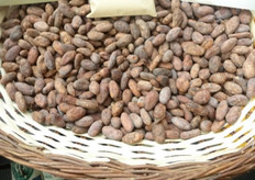 Cacao blanco de Piura, el más cotizado de todas las variedades