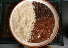 Quinua, cereal andino