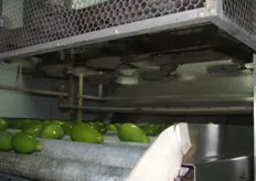 Proceso de secado de las Papayas