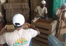 AGRA, armando cajas para empaque de Papayas