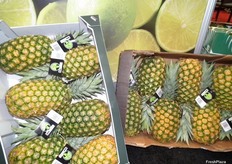 Piñas de exportación de Don Limón