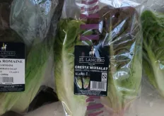 Lechuga Cresta: La especialidad de Murciana de Vegetales