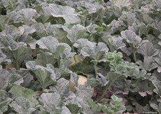 La planta crece alta y vigorosa y es muy resistente al oídio.