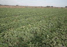 Campos de melón Galia Lambada en Torre Pacheco, Murcia.